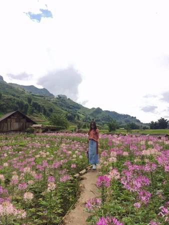 du lịch sapa, khách sạn sapa, resort ở sapa, tour du lịch sapa, phát hiện cánh đồng hoa hồng ri đẹp ngất ngây ở sapa