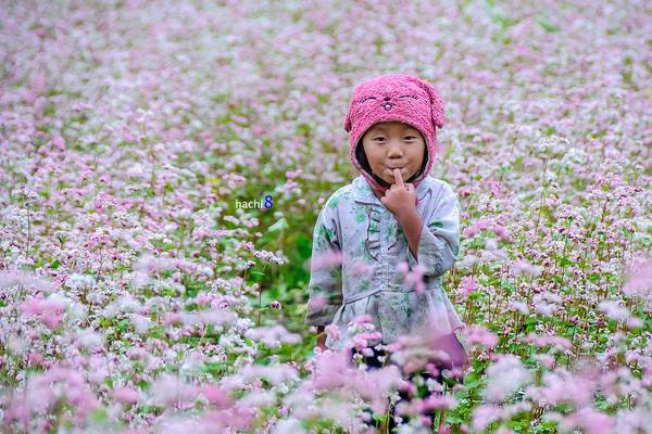 Lên kế hoạch rủ nhau du lịch Hà Giang tham gia lễ hội hoa tam giác mạch 2017