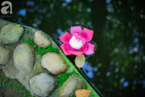 Ghé Huế, vào chùa Thiên Mụ 400 năm tuổi ngắm những đóa sala – hoa của sự yên lành