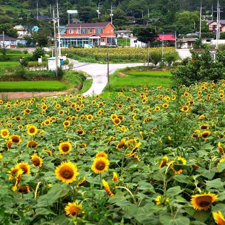 Ngôi làng hoa hướng dương đẹp ‘rụng tim’ ở Hàn Quốc