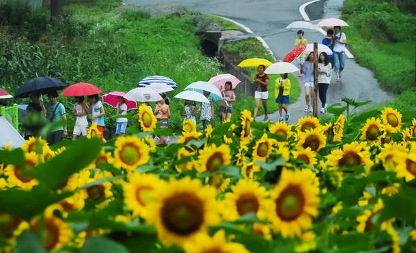 du lịch seoul, khách sạn seoul, ngôi làng yangpyeong, ngôi làng hoa hướng dương đẹp ‘rụng tim’ ở hàn quốc