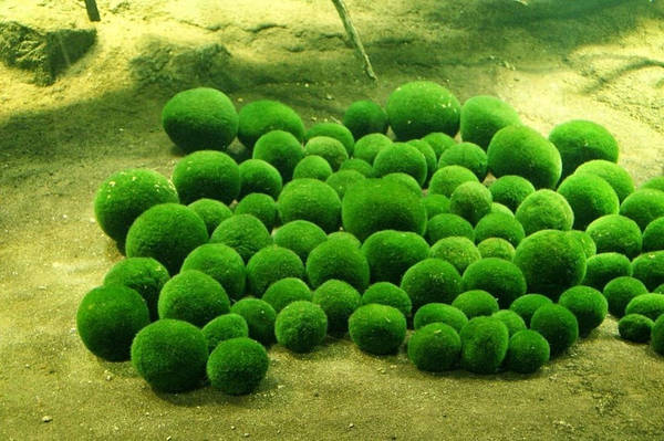 hồ ikan, bóng rêu – báu vật tự nhiên của người dân nhật bản