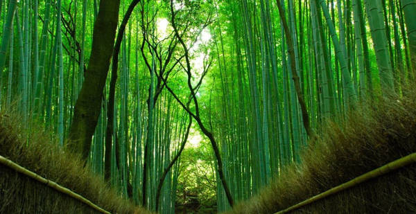 Rừng tre hàng triệu cây thẳng tắp ở Nhật Bản