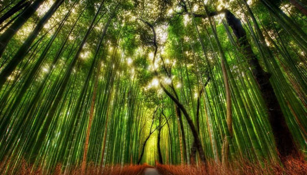 rừng tre sagano, rừng tre hàng triệu cây thẳng tắp ở nhật bản
