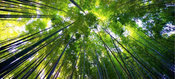 rừng tre sagano, rừng tre hàng triệu cây thẳng tắp ở nhật bản