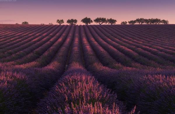 Thiên đường oải hương tràn sắc tím giữa lòng Provence