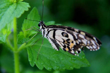 Lạc trôi tới những nơi săn bướm rừng cực đẹp ở Việt Nam
