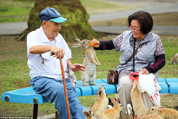 du lịch bali, du lịch mỹ, làng zao kitsune, rừng khỉ ubud, đảo thỏ okunoshima, thiên đường dành cho du khách yêu động vật