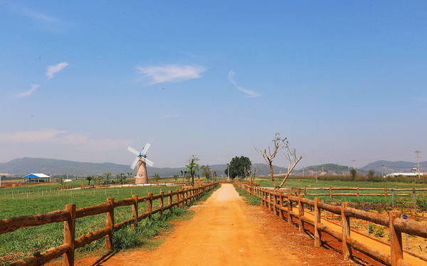 dalat milk farm, du lịch đà lạt, tour đà lạt, vinamilk organic milk farm, đồi chè cầu đất, 3 nông trại ở đà lạt tha hồ cho bạn chụp 1001 kiểu ảnh sống ảo