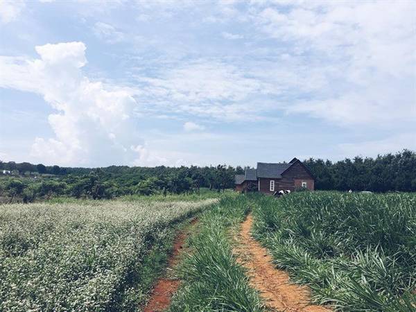 dalat milk farm, du lịch đà lạt, tour đà lạt, vinamilk organic milk farm, đồi chè cầu đất, 3 nông trại ở đà lạt tha hồ cho bạn chụp 1001 kiểu ảnh sống ảo