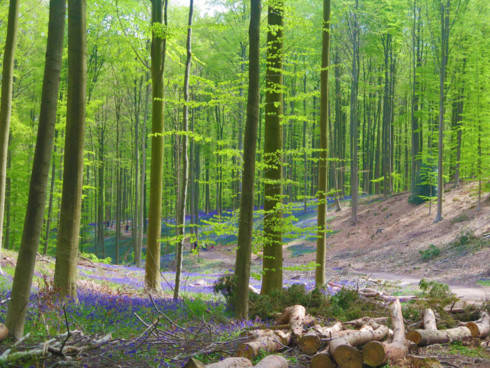 du lịch bỉ, khu rừng hallerbos, hallerbos – con đường đi dạo mùa xuân đẹp nhất tại bỉ