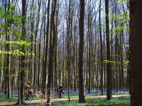 du lịch bỉ, khu rừng hallerbos, hallerbos – con đường đi dạo mùa xuân đẹp nhất tại bỉ