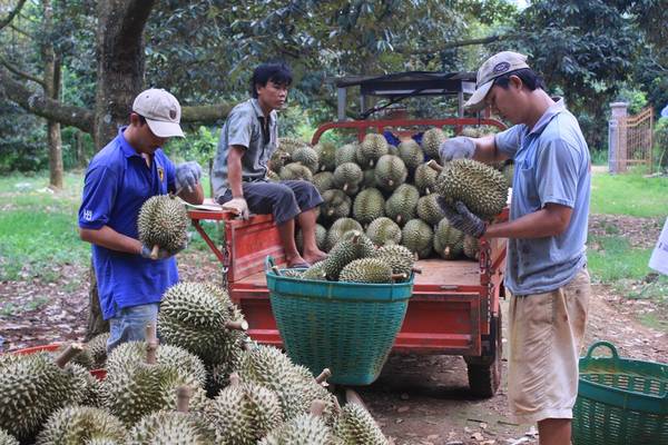 cù lao tân quy, check-in 10 ‘thiên đường’ trái cây hấp dẫn có thể đi về trong ngày gần sài gòn