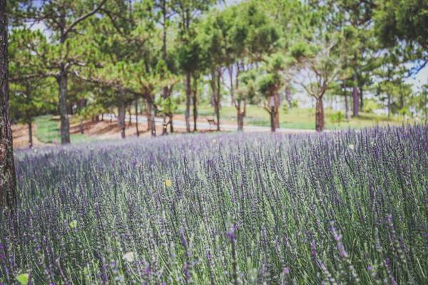 Đến Đà Lạt dịp lễ này nhớ check-in cánh đồng lavender ở thung lũng tình yêu