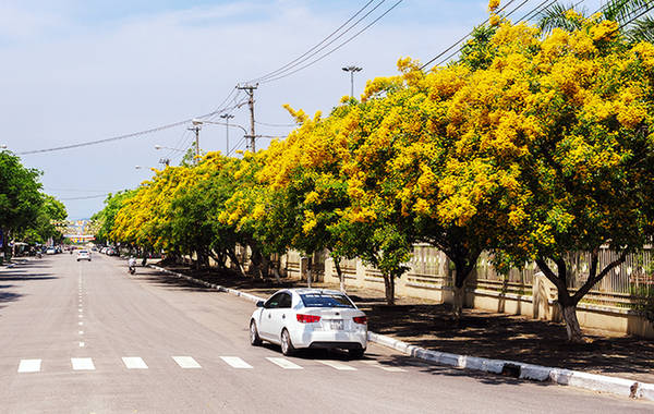 Những con đường hoa sưa vàng rực ở Quảng Nam