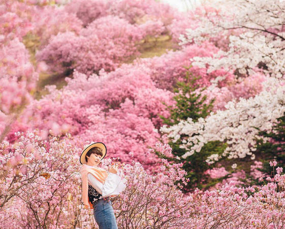 hàn quốc, hoa đào núi ở bucheon, thành phố bucheon, xứ sở cổ tích ngập tràn hoa trên núi ở hàn quốc