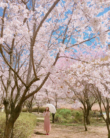 hàn quốc, hoa đào núi ở bucheon, thành phố bucheon, xứ sở cổ tích ngập tràn hoa trên núi ở hàn quốc
