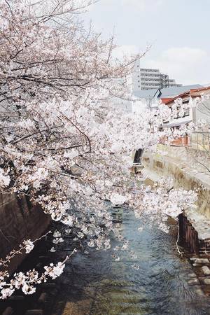 du lịch tokyo, hoa anh đào, nhật bản, tour nhật bản, ra đây mà xem người ta kéo nhau sang nhật ngắm hoa anh đào hết rồi!