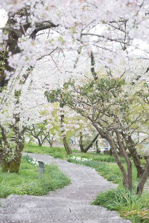 du lịch tokyo, hoa anh đào, nhật bản, tour nhật bản, ra đây mà xem người ta kéo nhau sang nhật ngắm hoa anh đào hết rồi!
