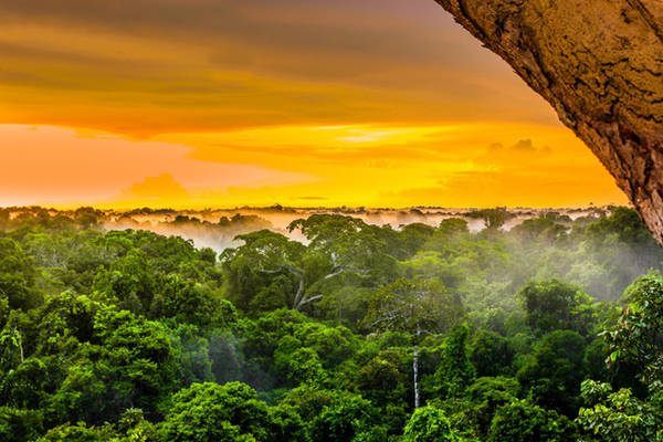 rừng maghalaya, thác iguaza, khung cảnh ảo diệu của những khu rừng đẹp nhất thế giới