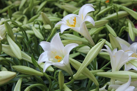 hà nội, tham quan hà nội, hoa loa kèn rực rỡ sắc màu chào đón tháng tư