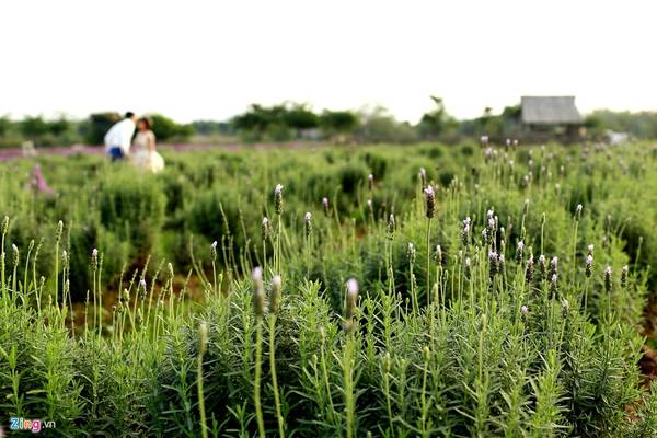 Cánh đồng hoa lavender đầu tiên ở Hà Nội