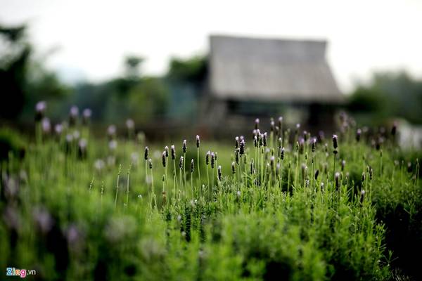cánh đồng hoa lavender, hà nội, tham quan hà nội, cánh đồng hoa lavender đầu tiên ở hà nội
