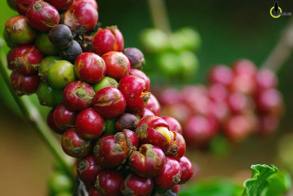 du lịch gia lai, du lịch pleiku, khách sạn pleiku, 24 giờ “ăn đúng nơi, chơi đúng chỗ” để thấy pleiku đẹp tuyệt vời