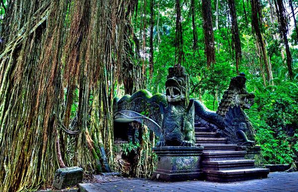 rừng hallerbos, rừng khỉ ở indonesia, rừng sunken, những khu rừng xanh mướt đẹp tựa thiên đường