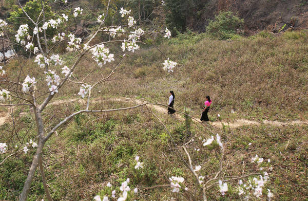 Tháng 3 – mùa hoa ban rừng nở rộ