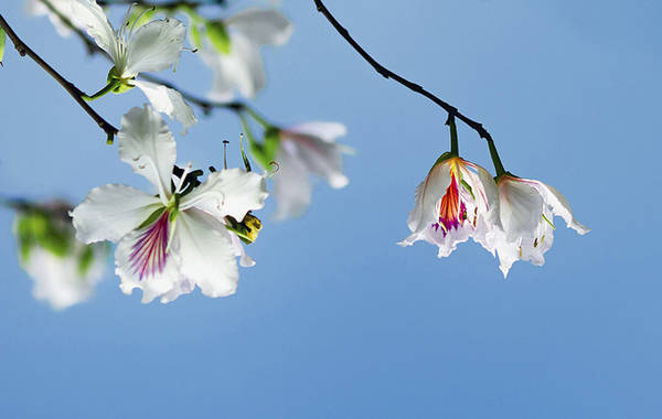 du lich dien bien, du lịch tháng 3, hoa ban nở rộ, mùa hoa ban, điểm đến tháng 3, tháng 3 – mùa hoa ban rừng nở rộ