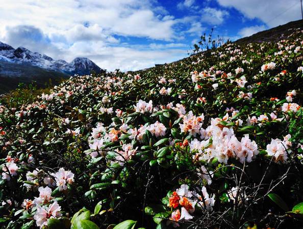 tour trung quốc, 10 điểm tới ngắm ‘trăm hoa khoe sắc’ ở trung quốc