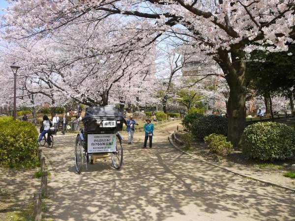 du lịch tokyo, 7 điểm ngắm hoa anh đào ở tokyo