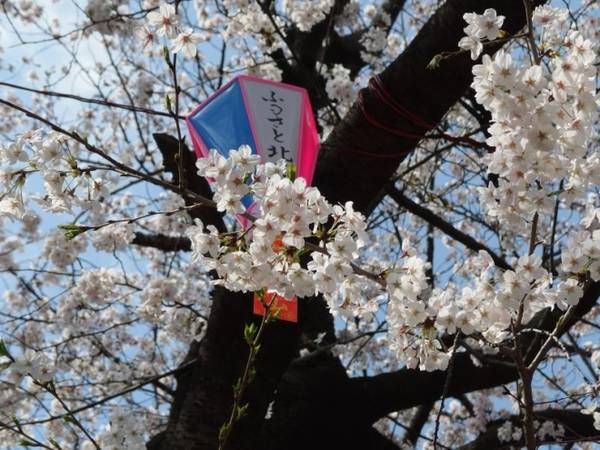 du lịch tokyo, 7 điểm ngắm hoa anh đào ở tokyo