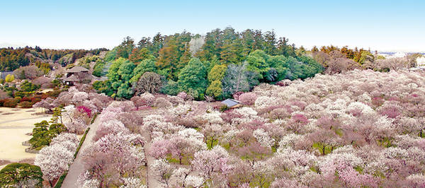 du lịch ibaraki, du lịch tokyo, hoa mận ở ibaraki, khu vườn nở đầy hoa mận đi chẳng muốn về ở ibaraki
