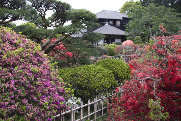 du lịch ibaraki, du lịch tokyo, hoa mận ở ibaraki, khu vườn nở đầy hoa mận đi chẳng muốn về ở ibaraki