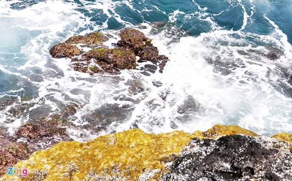 lý sơn, đảo lý sơn, rêu dệt thảm trầm tích núi lửa ở đảo lý sơn