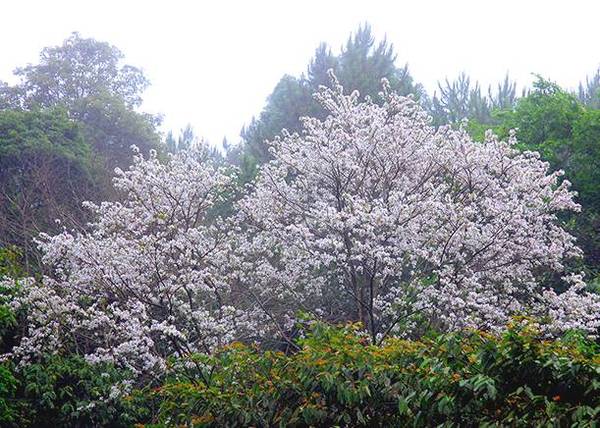 Du lịch Điện Biên – hẹn nhau mùa hoa ban