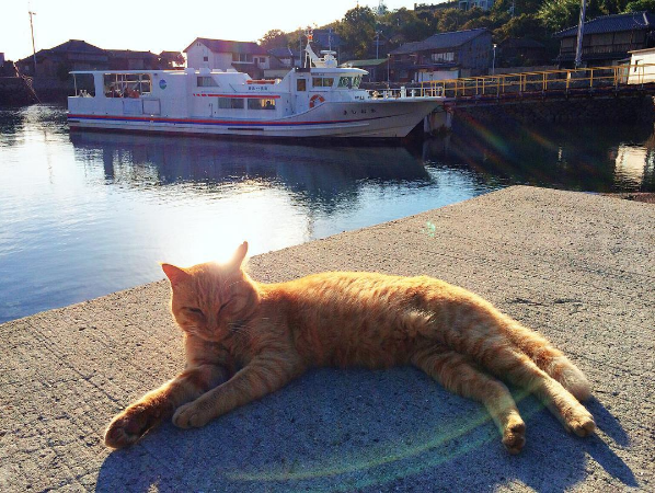 nhật bản, đảo mèo aoshima, đảo thỏ okunoshima, 3 thiên đường ở nhật bản dành cho những người yêu động vật