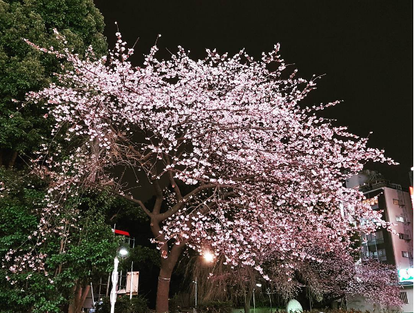 du lịch tokyo, không thể bỏ qua 7 điểm ngắm hoa anh đào tuyệt đẹp ở tokyo