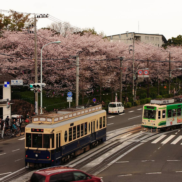 du lịch tokyo, không thể bỏ qua 7 điểm ngắm hoa anh đào tuyệt đẹp ở tokyo