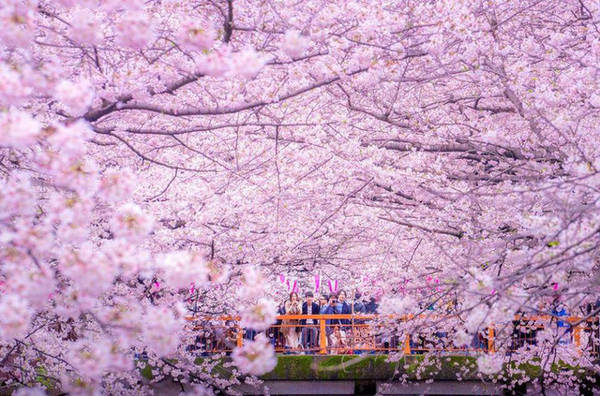 Cảnh đẹp tựa thiên đường ở Nhật Bản vào mùa hoa anh đào nở