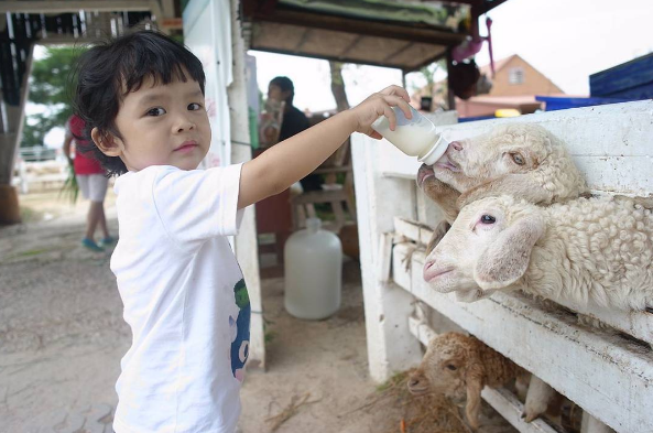 du lịch bangkok, pattaya sheep farm, swiss sheep farm, du lịch thái lan nhớ check-in ở 2 nông trại cừu như đang ở trời âu này nhé