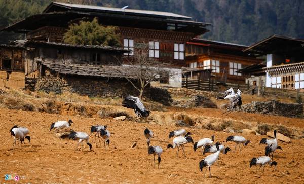 du lịch bhutan, sếu cổ đen, điểm đến bhutan, săn ảnh sếu cổ đen quý hiếm ở thung lũng sông băng phobjikha