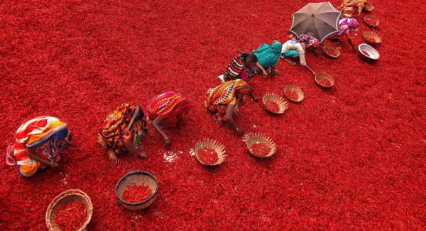 Ngắm chùm ảnh tuyệt đẹp trên đồng ớt chín ở Bangladesh