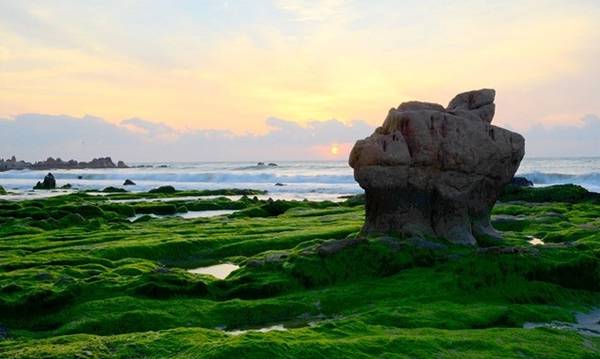 Đẹp nao lòng mùa rêu ở bãi biển Cổ Thạch