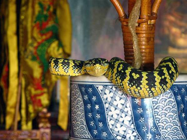 du lịch kuala lumpur, du lịch malaysia, du lịch penang, tour du lịch malaysia, đền penang, đền rắn, đền rắn penang, điểm đến malaysia, ngôi đền rắn độc bò lổm ngổm quanh du khách