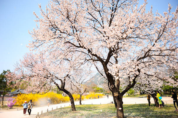 9 địa điểm tuyệt đẹp để bạn thưởng ngoạn hoa anh đào khi đến du lịch Seoul