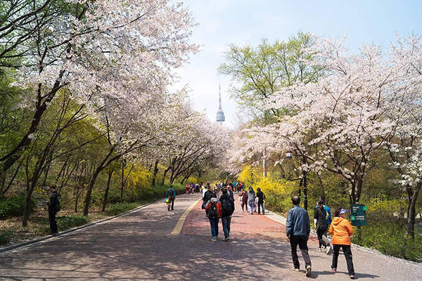 du lịch seoul, 9 địa điểm tuyệt đẹp để bạn thưởng ngoạn hoa anh đào khi đến du lịch seoul