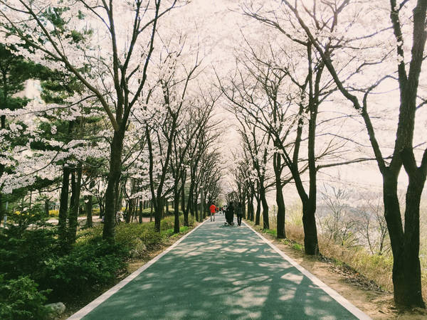 du lịch seoul, 9 địa điểm tuyệt đẹp để bạn thưởng ngoạn hoa anh đào khi đến du lịch seoul